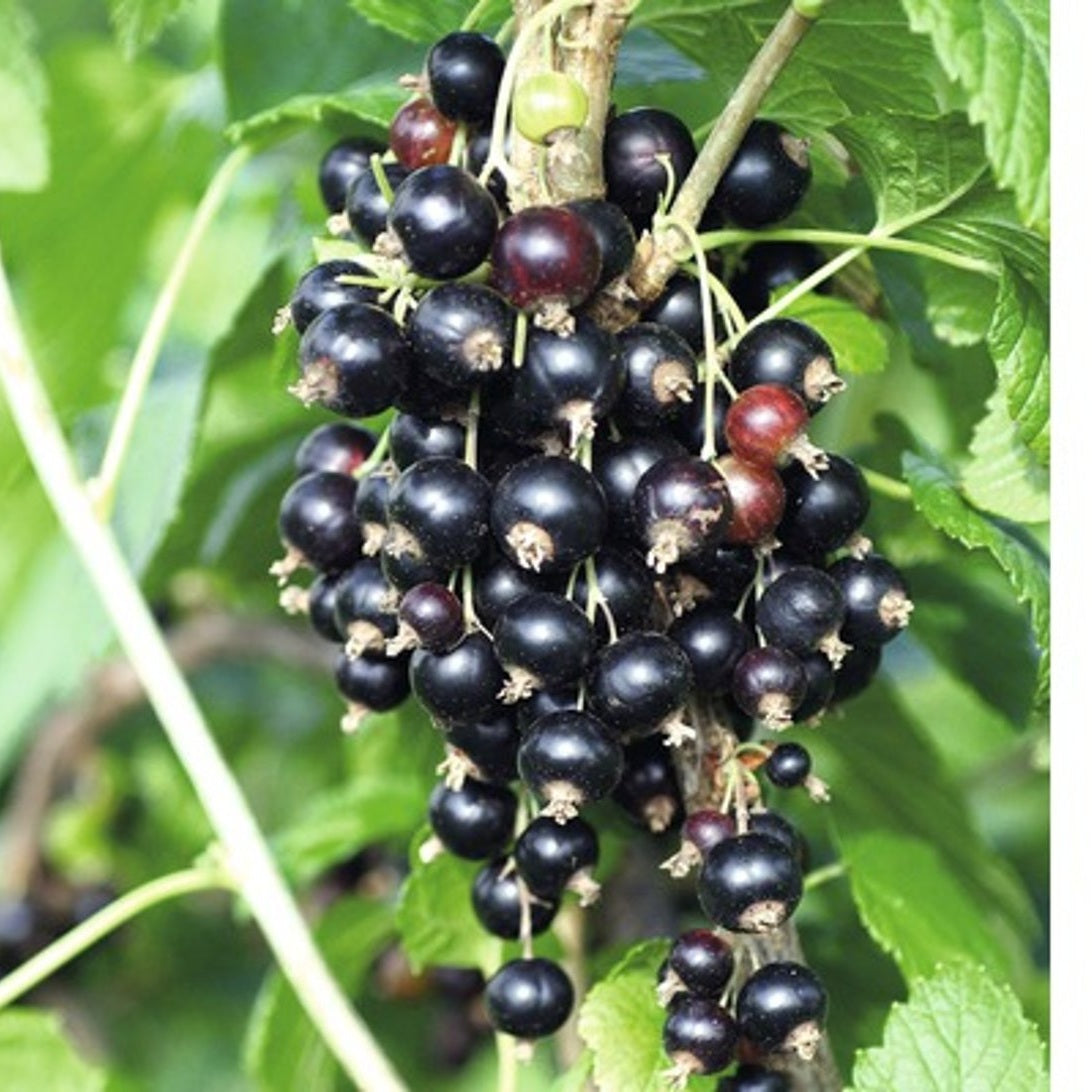 Svartvinbär – Ribes nigrum 'Titania' - 80-100 CM RB